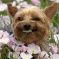 Yorkie Smile