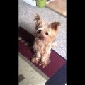 Yorkie Sneezing