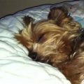 Yorkie Snores