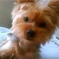 Yorkie Talking