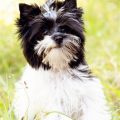 Yorkie Terrier Black And White