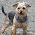 Yorkie Terrier Tail