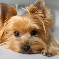 Yorkie Vaccines: Complete Schedule