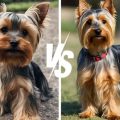 Yorkie Vs Silky