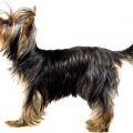 Yorkie With A Long Tail