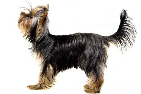 Yorkie With A Long Tail