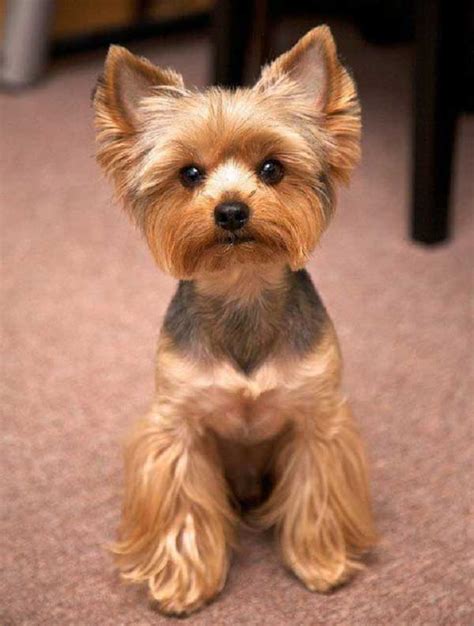 Yorkie With A Schnauzer Cut