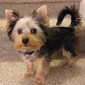 Yorkie With A Tail