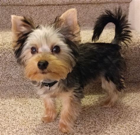 Yorkie With A Tail