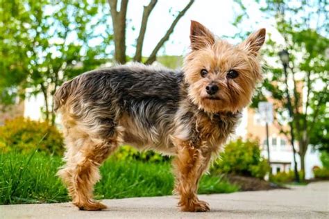 Yorkie With Docked Tail