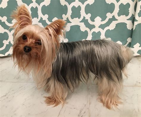 Yorkie With Long Hair