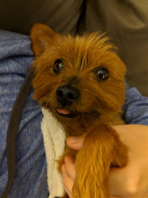 Yorkie With No Teeth