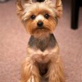 Yorkie With Schnauzer Haircut