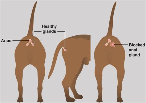 Yorkie anal gland issues