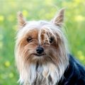 Yorkie arthritis symptoms