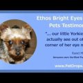 Yorkie cataract surgery