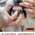 Yorkie dental antibiotics