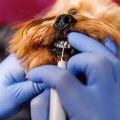 Yorkie dental care at home