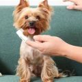 Yorkie dental care costs