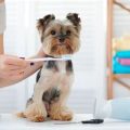 Yorkie dental care schedule