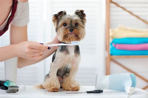 Yorkie dental care schedule