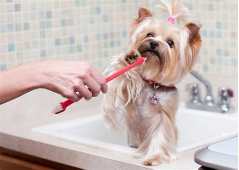 Yorkie dental cleaning cost