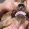 Yorkie dental complications