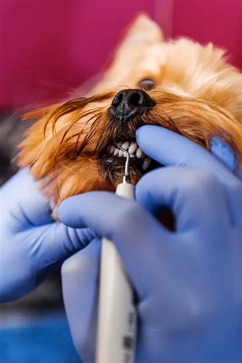 Yorkie dental crown