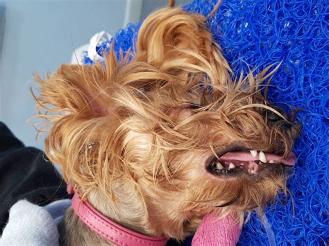 Yorkie dental emergency