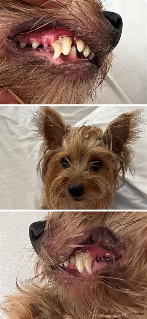 Yorkie dental hygiene tips