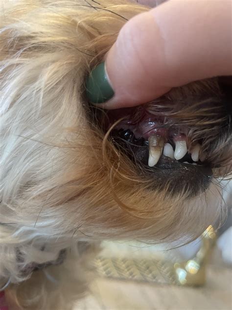 Yorkie dental problems