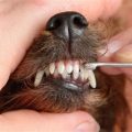 Yorkie dental scaling