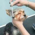 Yorkie ear cleaning