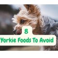 Yorkie foods to avoid