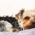 Yorkie genetic health issues