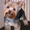 Yorkie grooming cost