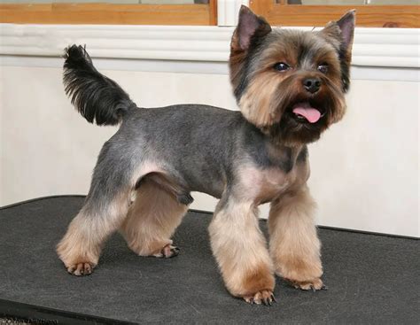 Yorkie grooming styles