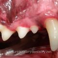 Yorkie gum disease