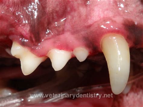 Yorkie gum disease