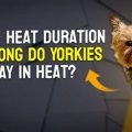 Yorkie heat tolerance