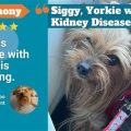 Yorkie kidney care