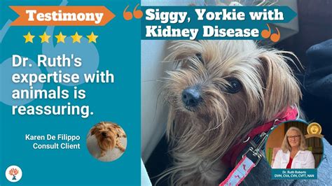 Yorkie kidney care