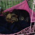 Yorkie labor symptoms