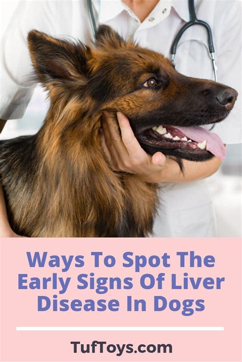 Yorkie liver disease signs