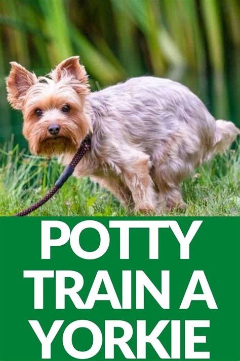 Yorkie potty schedule