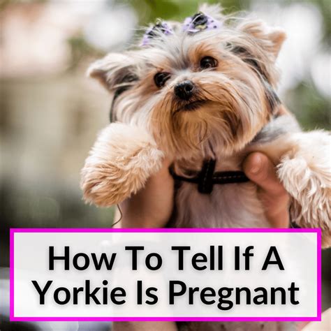 Yorkie pregnancy signs