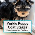 Yorkie puppy coat stages