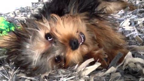 Yorkie puppy teeth