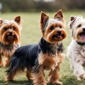 Yorkie socialization tips