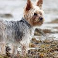 Yorkie tail docking facts